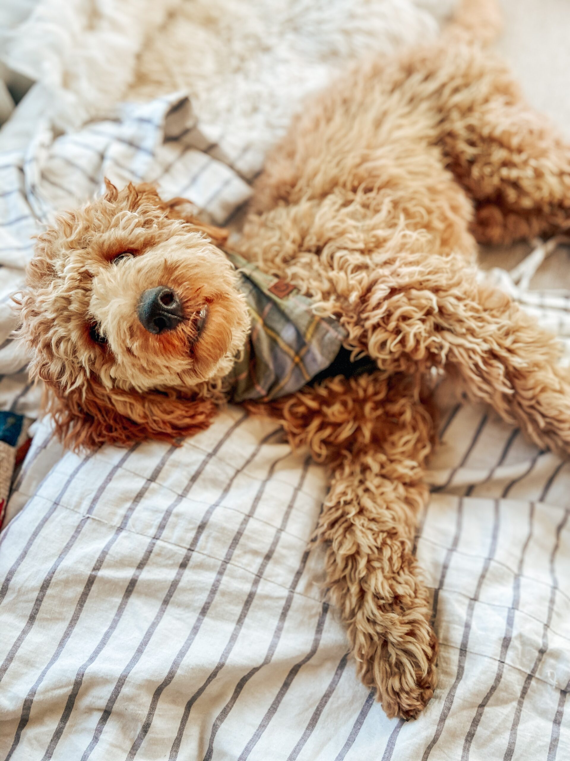 Goldendoodle on a bed